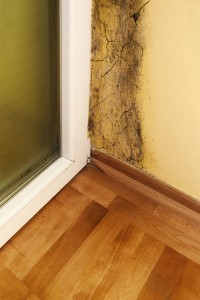 DIY Mold Remediation