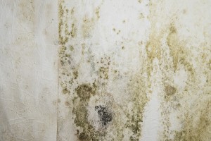 Watch Out For Toxic Mold And Mildew