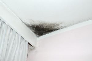 What You Need To Know About Stachybotrys Mold