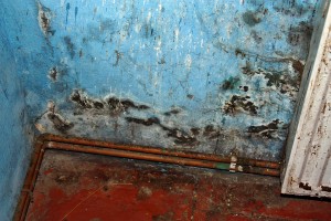 What You Need To Know About Mold During Winter