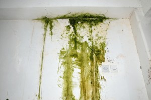 What Is Mold and How to Remove it From Your Home?