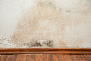 I Have Mold In Your Home, What Should I Do Now?