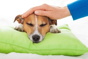 Mold And The Health Of Your Pets 