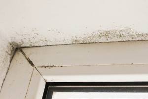 Can Household Mold Cause Hair Loss?