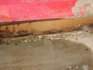 mold and water damage from basement leak